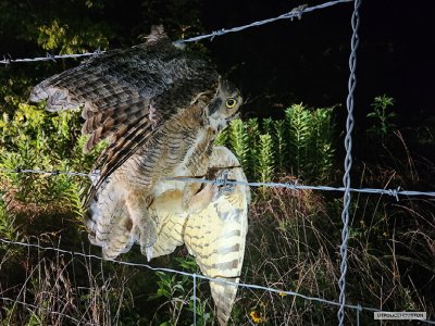 Great Horned Owl Rescued by Bastrop Team